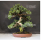 juniperus rigida ref: 04090192
