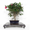 VENDU camelia japonica ref 13110205
