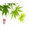 EPUISE Graines d'acer palmatum AO MESHIME NO UCHI