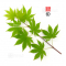 Graines d'Acer shirasawanum isis