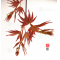 graines d'acer palmatum kippo nishiki