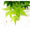 graines d'acer palmatum kishuzan