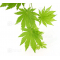 graines d'acer shirasawanum tenuifolium