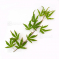 graines d'acer palmatum tennyo no hoshi
