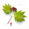 graines d'acer japonicum o taki