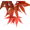 graines d'acer amoenum whitney red