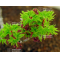 graines d'acer palmatum shishi gashira