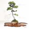 juniperus chinensis itoigawa ref 01050201