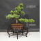 VENDU Juniperus chinensis itoigawa ref 12060207