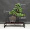 VENDU juniperus chinensis itoigawa ref 120602012