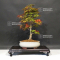 acer palmatum seigen  ref 15050208