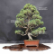 Juniperus chinensis itoigawa 1907197