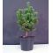 Pinus parviflora ssp. pentaphylla glauca pot 4 lit