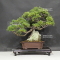 Pinus pentaphylla 26050204