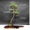 VENDU Pinus pentaphylla 19050206