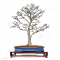 VENDU Acer palmatum shishigashira ref : 04030214