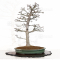 acer palmatum shishigashira ref: 04030213