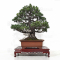Pinus pentaphylla ref 11030217