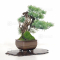 Pinus pentaphylla  ref : 12090196