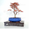 acer palmatum seigen  ref 15040213