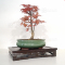 acer palmatum seigen  ref 15040215