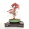 acer palmatum seigen  ref 150402114