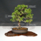 juniperus chinensis itoigawa ref 060502127