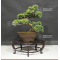VENDU juniperus chinensis itoigawa 12060208