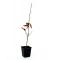 fagus crenata seedling 40/60 cm