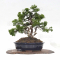 juniperus chinensis itoigawa 160402112