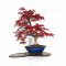 Acer palmatum deshojo 16040215