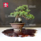 juniperus chinensis itoigawa 23060213