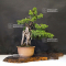 juniperus-chinensis-25060216