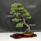 VENDU Pinus pentaphylla ref:02070219