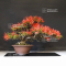 VENDU Rhododendron kinsai ref:04060214