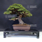 Pinus pentaphylla ref: 04060217