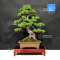 Pinus pentaphylla horai ref: 09070213