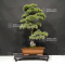 Pinus pentaphylla 22050205