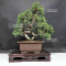 VENDU juniperus chinensis itoigawa 12090204