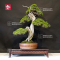 juniperus chinensis itoigawa 26070211