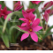 rhodohypoxis "pink shot" pot 1,4 litre