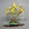 VENDU carpinus turczaninowii 16030161