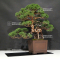 juniperus chinensis itoigawa 5110212