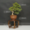 VENDU juniperus chinensis itoigawa 5110216
