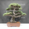 Pinus pentaphylla du Japon 4060211