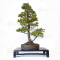 Pinus pentaphylla 24010223