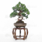 juniperus-chinensis-1703221