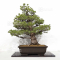 Pinus pentaphylla ref: 31030222