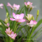 rhodohypoxis "fairy kisses" pot 1,4 litre