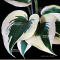 Hosta Autumn frost 3liter pot